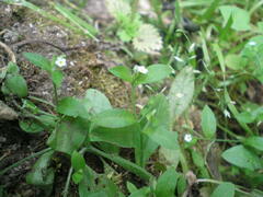 Myosotis sparsiflora
