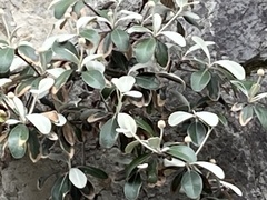 Pachystegia insignis