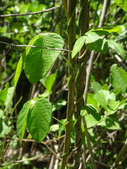 Dalechampia capensis