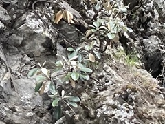 Pachystegia insignis