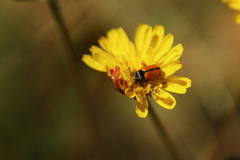 Cryptocephalus rugicollis