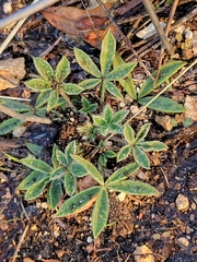 Lupinus texensis