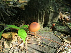 Gymnopilus penetrans