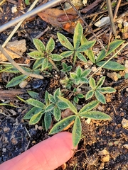 Lupinus texensis