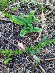 Bonatea speciosa