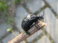 Meloe brevicollis