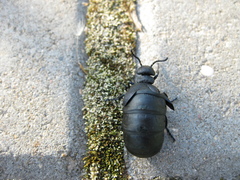 Meloe brevicollis