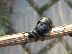 Meloe brevicollis