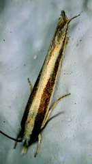 Erechthias stilbella