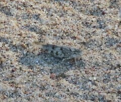 Trimerotropis maritima