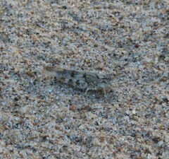 Trimerotropis maritima