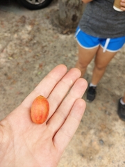 Harpephyllum caffrum