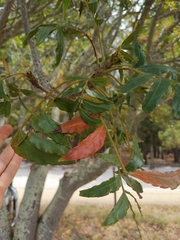Harpephyllum caffrum