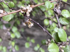 Helichrysum lanceolatum
