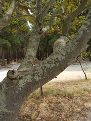 Harpephyllum caffrum