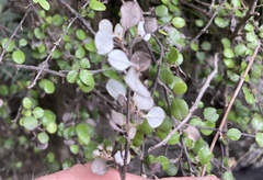 Helichrysum lanceolatum