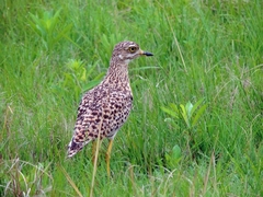 Burhinus capensis