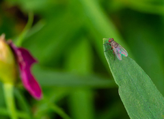 Muscidae