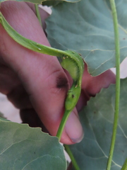 Pemphigus populitransversus