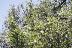 Gymnosporia buxifolia