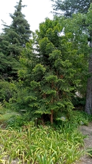 Araucaria bidwillii