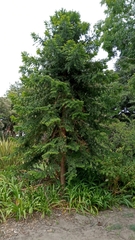 Araucaria bidwillii