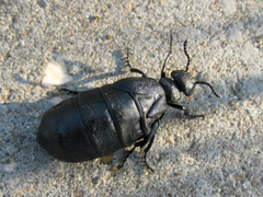 Meloe brevicollis