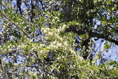 Gymnosporia buxifolia