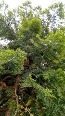 Araucaria bidwillii
