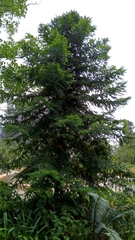 Araucaria bidwillii