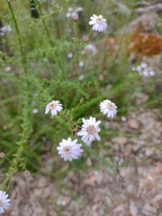 Olearia paucidentata