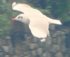 Chroicocephalus brunnicephalus