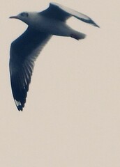 Chroicocephalus brunnicephalus