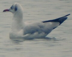 Chroicocephalus brunnicephalus