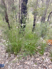 Olearia paucidentata