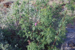 Caesalpinia