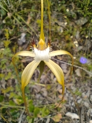 Caladenia pholcoidea
