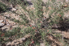 Indigofera heterotricha