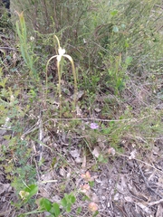 Caladenia pholcoidea
