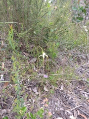 Caladenia pholcoidea