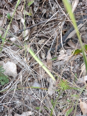Caladenia pholcoidea