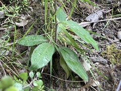 Hieracium lepidulum