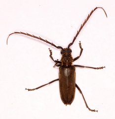 Prosphilus serraticornis