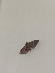 Pilocrocis