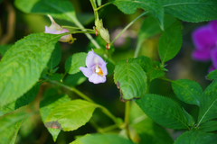 Impatiens arguta