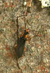 Cantharinae