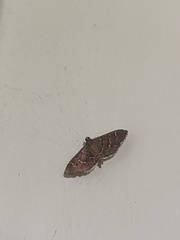 Pilocrocis