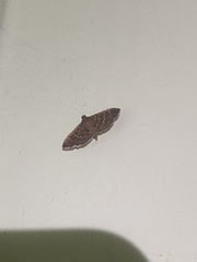 Pilocrocis
