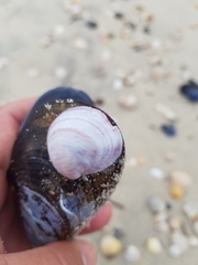 Crepipatella dilatata