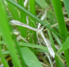Stenoptilia zophodactylus